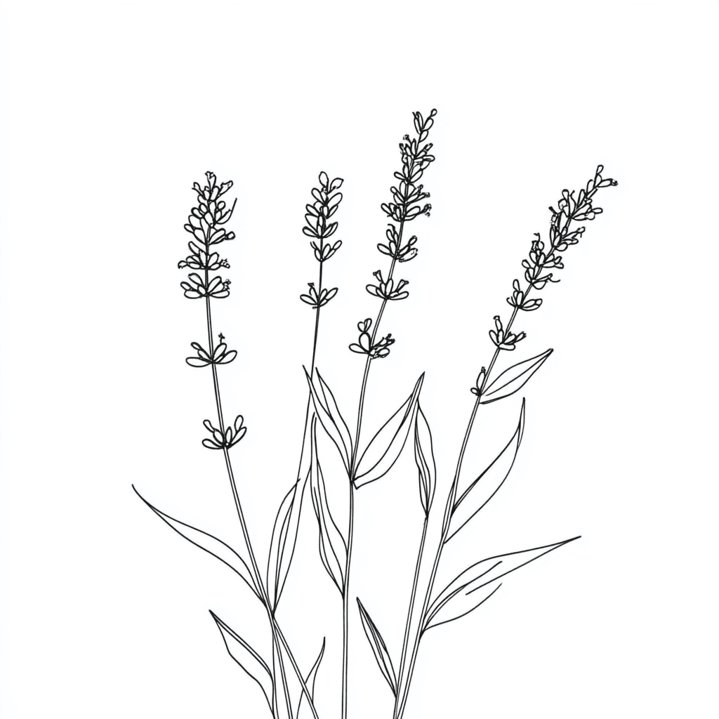 Vorlage: Lavendel