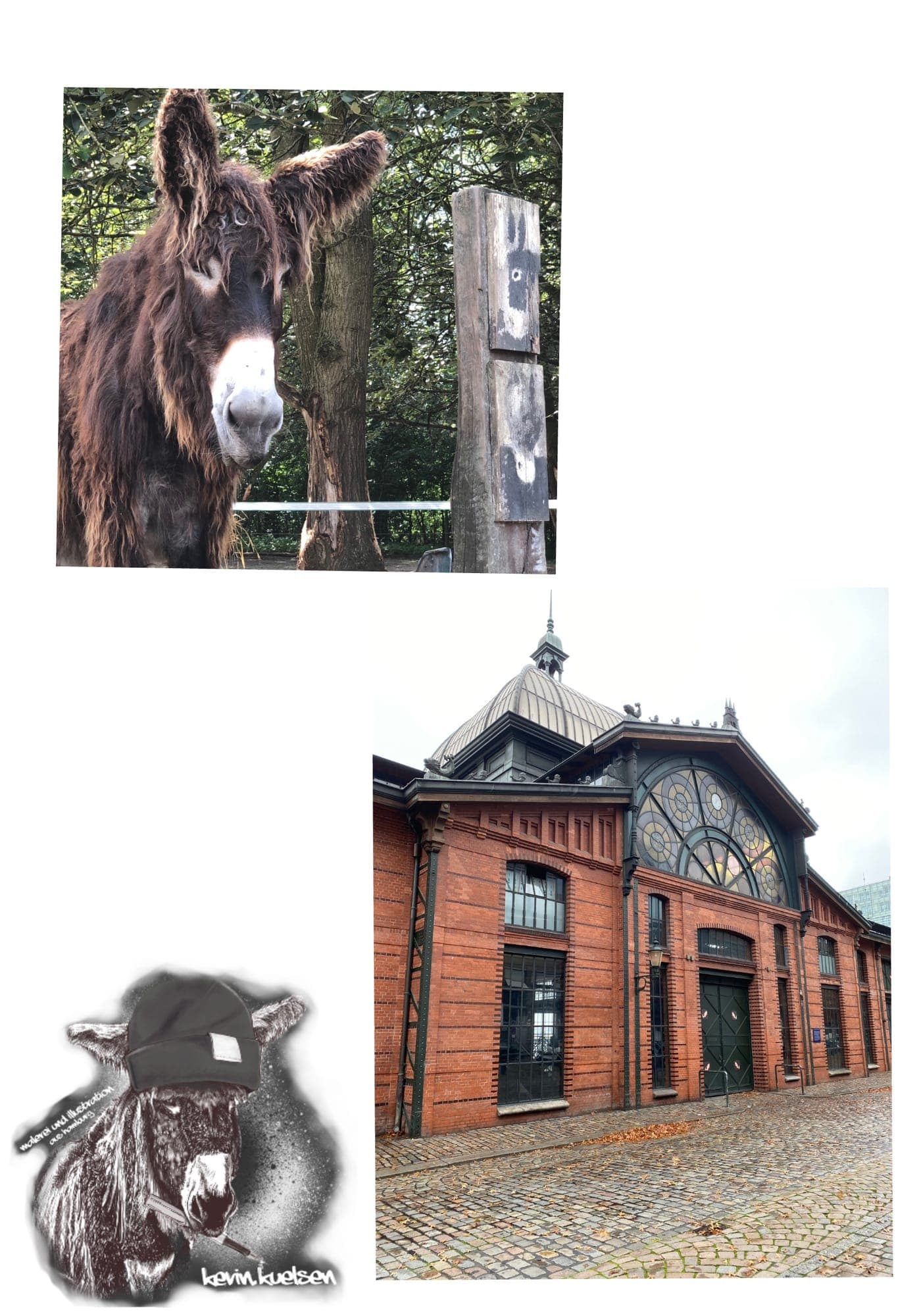 Fotovorlagen: Esel und Hamburger Halle