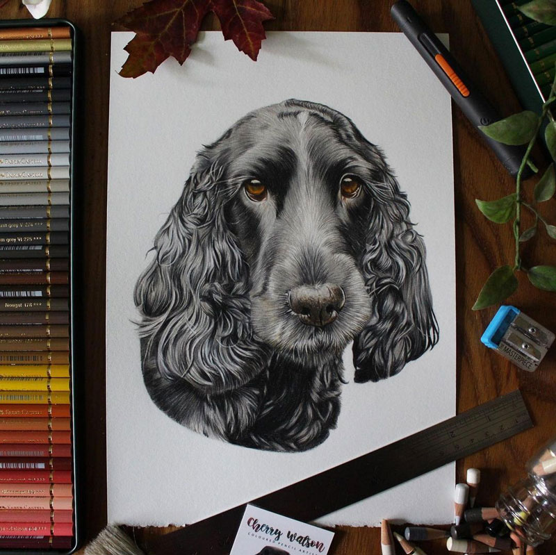 Colored Pencil Dog Portrait 